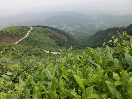 云中花岭茶叶图片